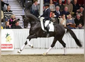 Hannoveraan, Merrie, 5 Jaar, 169 cm, Donkere-vos