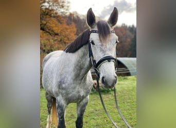 Hannoveraan, Merrie, 5 Jaar, 169 cm, Schimmel