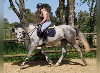 Hannoveraan, Merrie, 5 Jaar, 169 cm, Schimmel