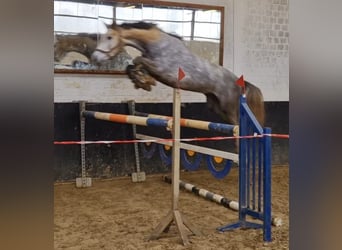 Hannoveraan, Merrie, 5 Jaar, 169 cm, Schimmel