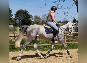 Hannoveraan, Merrie, 5 Jaar, 169 cm, Schimmel