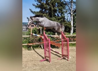 Hannoveraan, Merrie, 5 Jaar, 169 cm, Schimmel