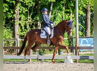 Hannoveraan, Merrie, 5 Jaar, 169 cm, Vos