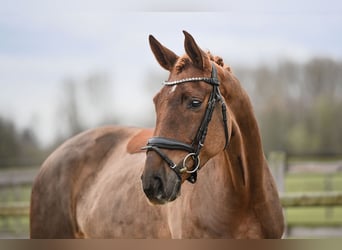 Hannoveraan, Merrie, 5 Jaar, 169 cm, Vos