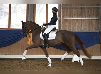 Hannoveraan, Merrie, 5 Jaar, 169 cm, Vos