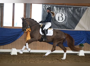 Hannoveraan, Merrie, 5 Jaar, 169 cm, Vos