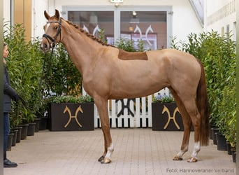 Hannoveraan, Merrie, 5 Jaar, 169 cm, Vos