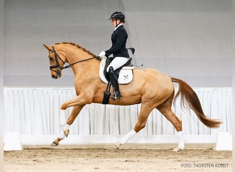 Hannoveraan, Merrie, 5 Jaar, 169 cm, Vos