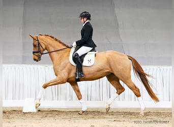 Hannoveraan, Merrie, 5 Jaar, 169 cm, Vos