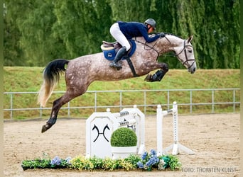 Hannoveraan, Merrie, 5 Jaar, 169 cm, Vos