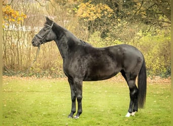 Hannoveraan, Merrie, 5 Jaar, 169 cm, Zwart