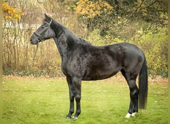 Hannoveraan, Merrie, 5 Jaar, 169 cm, Zwart