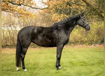 Hannoveraan, Merrie, 5 Jaar, 169 cm, Zwart