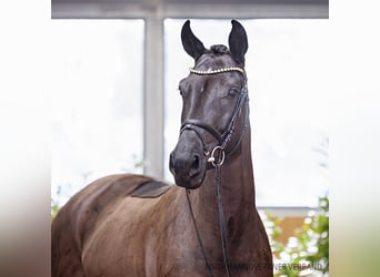 Hannoveraan, Merrie, 5 Jaar, 169 cm, Zwart