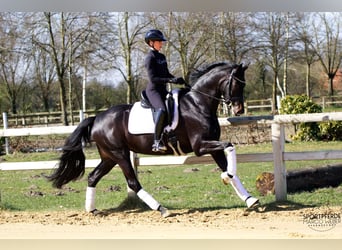 Hannoveraan, Merrie, 5 Jaar, 169 cm, Zwart