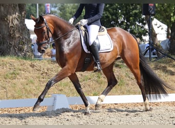 Hannoveraan, Merrie, 5 Jaar, 170 cm, Brauner