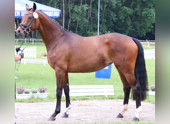 Hannoveraan, Merrie, 5 Jaar, 170 cm, Brauner