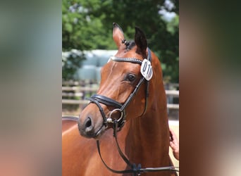 Hannoveraan, Merrie, 5 Jaar, 170 cm, Brauner