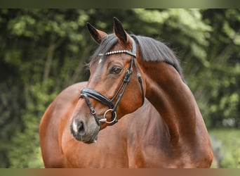 Hannoveraan, Merrie, 5 Jaar, 170 cm, Brauner