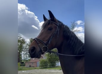 Hannoveraan, Merrie, 5 Jaar, 170 cm, Bruin