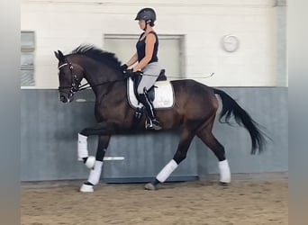 Hannoveraan, Merrie, 5 Jaar, 170 cm, Bruin