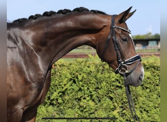Hannoveraan, Merrie, 5 Jaar, 170 cm, Bruin