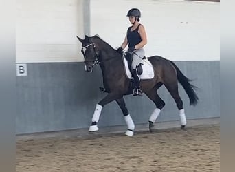 Hannoveraan, Merrie, 5 Jaar, 170 cm, Bruin