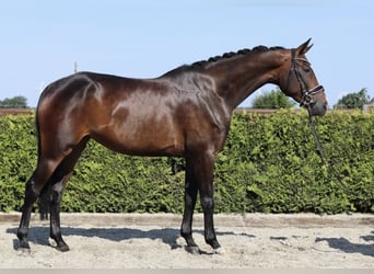 Hannoveraan, Merrie, 5 Jaar, 170 cm, Bruin