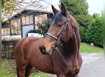 Hannoveraan, Merrie, 5 Jaar, 170 cm, Bruin