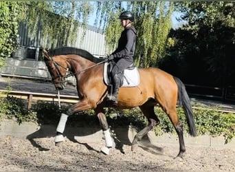 Hannoveraan, Merrie, 5 Jaar, 170 cm, Bruin