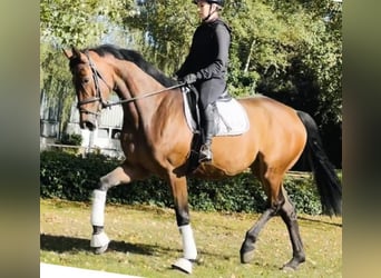 Hannoveraan, Merrie, 5 Jaar, 170 cm, Bruin