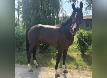 Hannoveraan, Merrie, 5 Jaar, 170 cm, Bruin