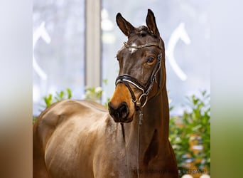 Hannoveraan, Merrie, 5 Jaar, 170 cm, Bruin