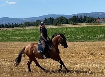 Hannoveraan, Merrie, 5 Jaar, 170 cm, Bruin