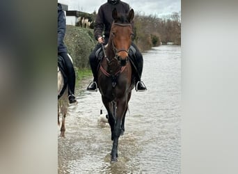 Hannoveraan, Merrie, 5 Jaar, 170 cm, Bruin