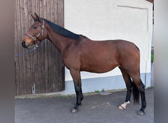 Hannoveraan, Merrie, 5 Jaar, 170 cm, Bruin