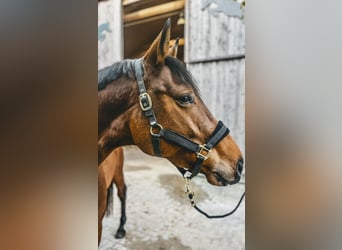 Hannoveraan, Merrie, 5 Jaar, 170 cm, Bruin