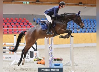 Hannoveraan, Merrie, 5 Jaar, 170 cm, Bruin