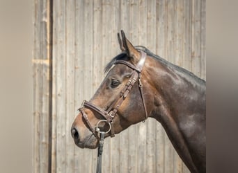 Hannoveraan, Merrie, 5 Jaar, 170 cm, Donkerbruin