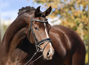 Hannoveraan, Merrie, 5 Jaar, 170 cm, Donkerbruin