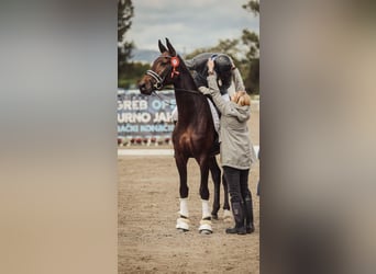 Hannoveraan, Merrie, 5 Jaar, 170 cm, Donkerbruin