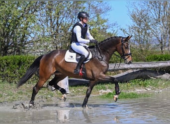 Hannoveraan, Merrie, 5 Jaar, 170 cm, Donkerbruin
