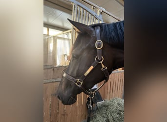 Hannoveraan, Merrie, 5 Jaar, 170 cm, Donkerbruin