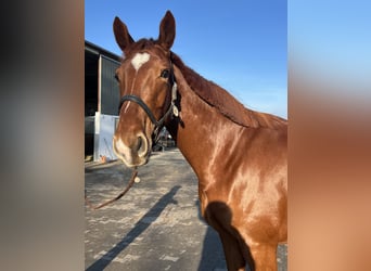 Hannoveraan, Merrie, 5 Jaar, 170 cm, Donkere-vos