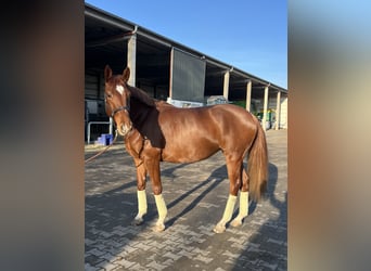 Hannoveraan, Merrie, 5 Jaar, 170 cm, Donkere-vos