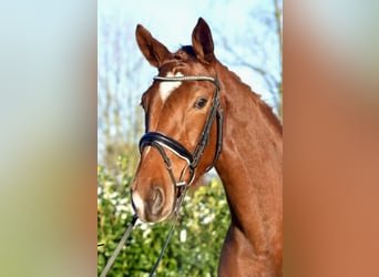 Hannoveraan, Merrie, 5 Jaar, 170 cm, Donkere-vos