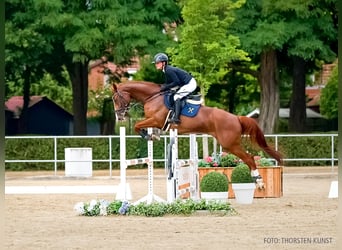 Hannoveraan, Merrie, 5 Jaar, 170 cm, Donkere-vos