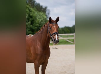 Hannoveraan, Merrie, 5 Jaar, 170 cm, Vos