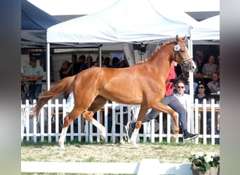 Hannoveraan, Merrie, 5 Jaar, 170 cm, Vos