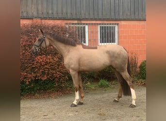 Hannoveraan, Merrie, 5 Jaar, 170 cm, Vos